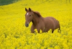 Фотографии животных в высоком разрешении 